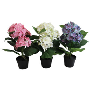 Hortensia en pot 40 cm
