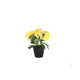 Violette en pot en plastique env. 21cmh couleurs assorties | 4 pièces