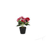 Violette en pot en plastique env. 21cmh couleurs assorties | 4 pièces