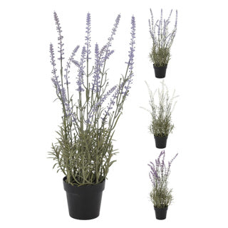 Plante de lavande dans le pot 46 cm assorti