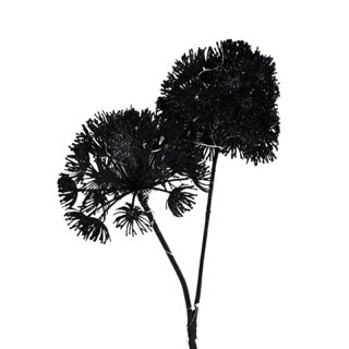 Art Flower Heracleum Countryfield a mené noir 75 cm