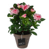 Plante artificielle azalea rose dans le pot