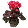 Plante artificielle cyclamen rose dans le pot