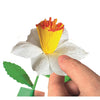 Les fleurs parfumées de Clementoni font de la jonquille