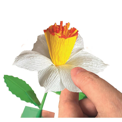 Les fleurs parfumées de Clementoni font de la jonquille