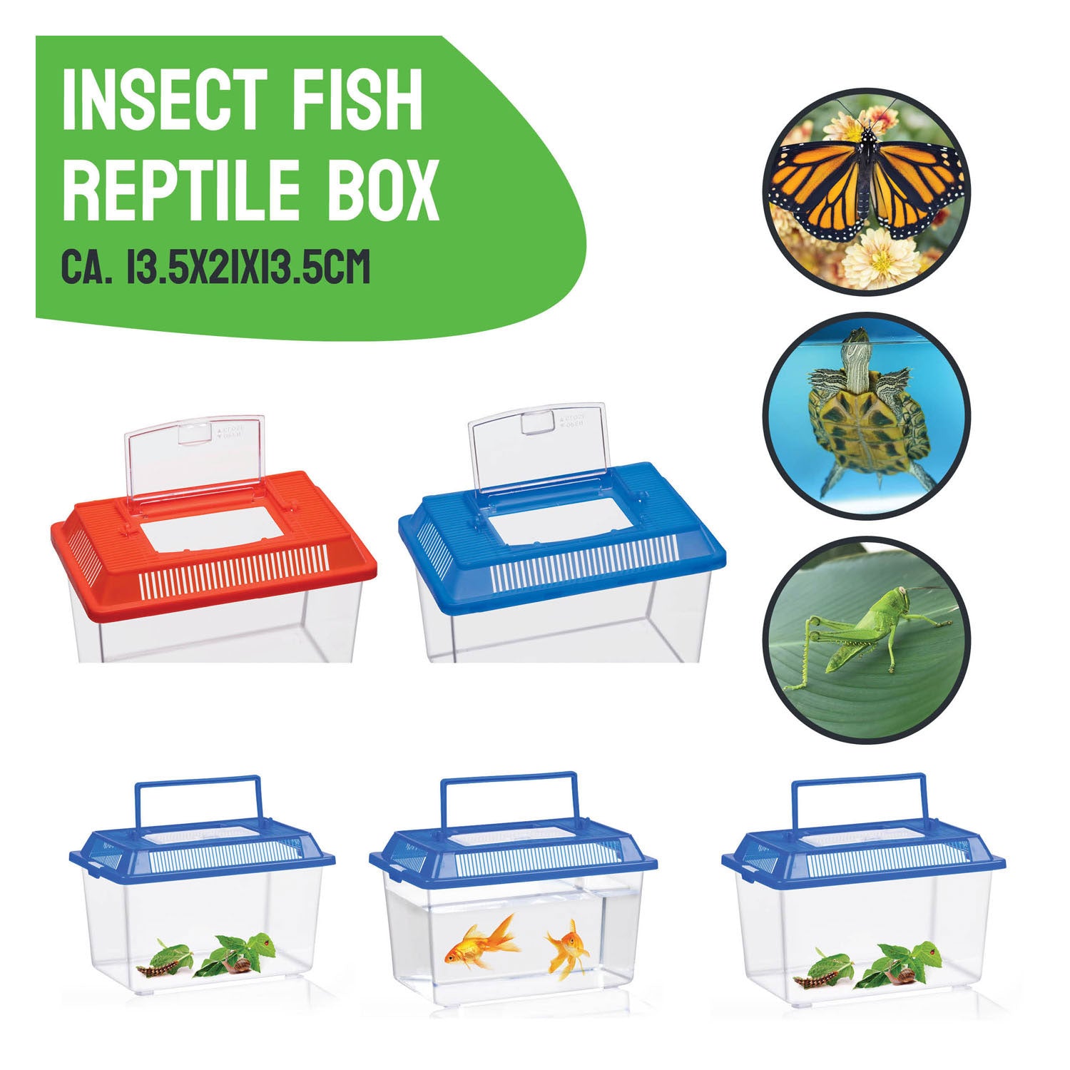Boîte à insectes avec couvercle