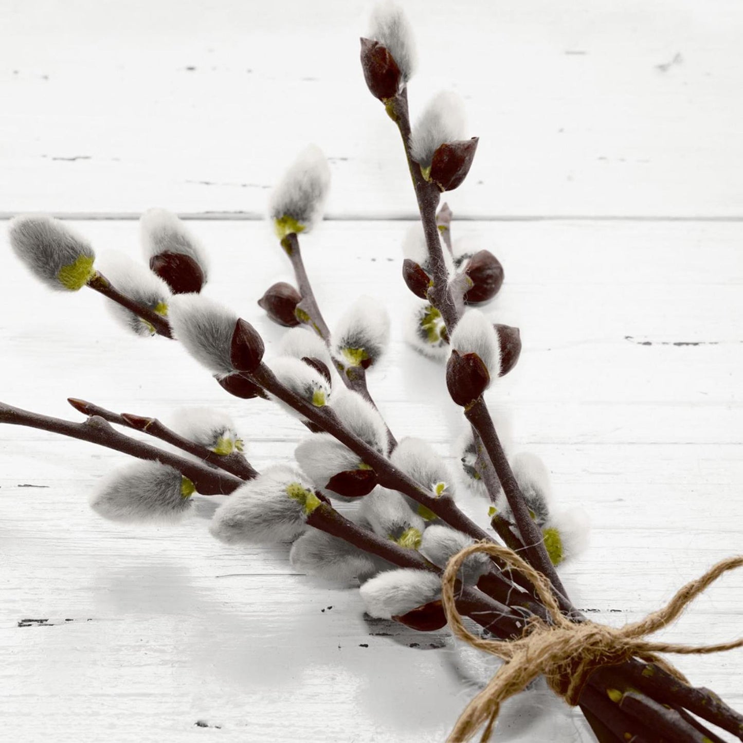 Serviettes Duni saule sauvage 33x33cm