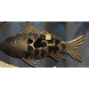 Hbx décoration murale vivante naturelle poisson atlantique 71x5xh34cm bleu
