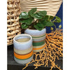 Hbx pot de fleur vivant naturel bomba ø11xh13cm