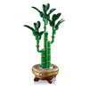 Botanicaux LEGO LEGO 10344 BAMBOO