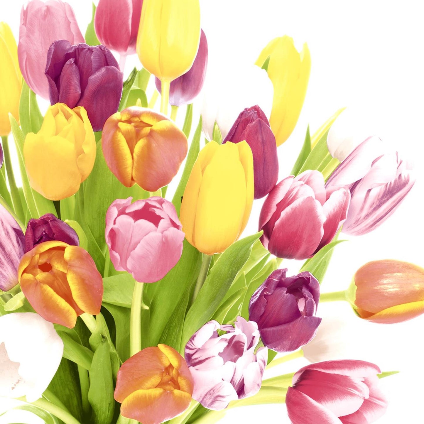 Serviettes Duni belles tulipes 33x33cm