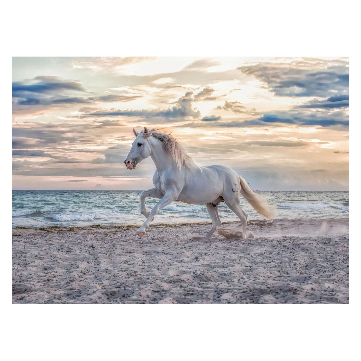 RAVENSBURGER - Horse sur la plage 500st.