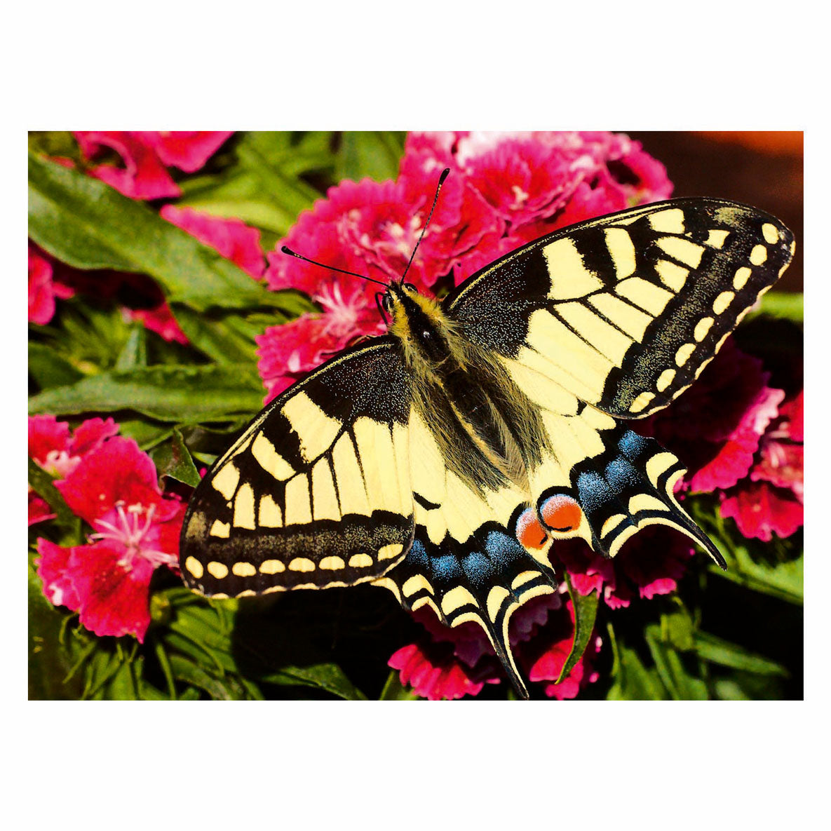 Ravensburger Puzzle Puzzle des animaux colorés papillon, 500e.