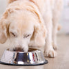 Bol de nourriture pour animaux de compagnie
