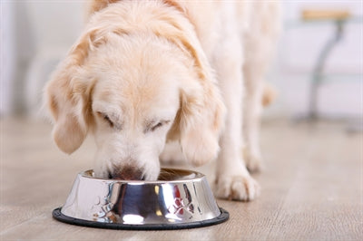 Bol de nourriture pour animaux de compagnie
