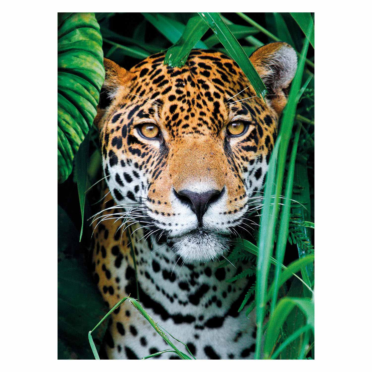 Clementoni Puzzle Jaguar dans la jungle, 500e.