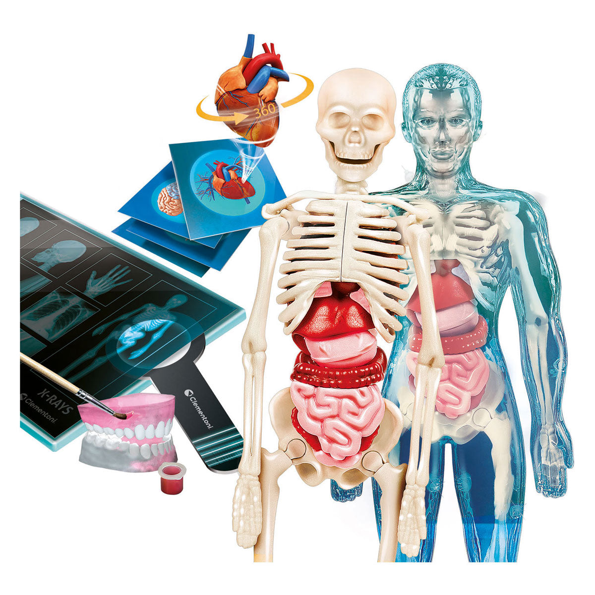 Clementoni Science et Game Super Anatomy