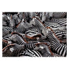 Clementoni Jigsaw Puzzle National Geographics - Zebra, 1000st.
