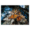 Clementoni Jigsaw Puzzle National Geographics - Butterfly, 1000st.