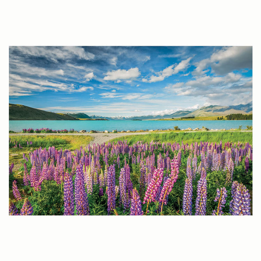 Clementoni Jigsaw Puzzle Flowers au lac Tekapo, 1500e.