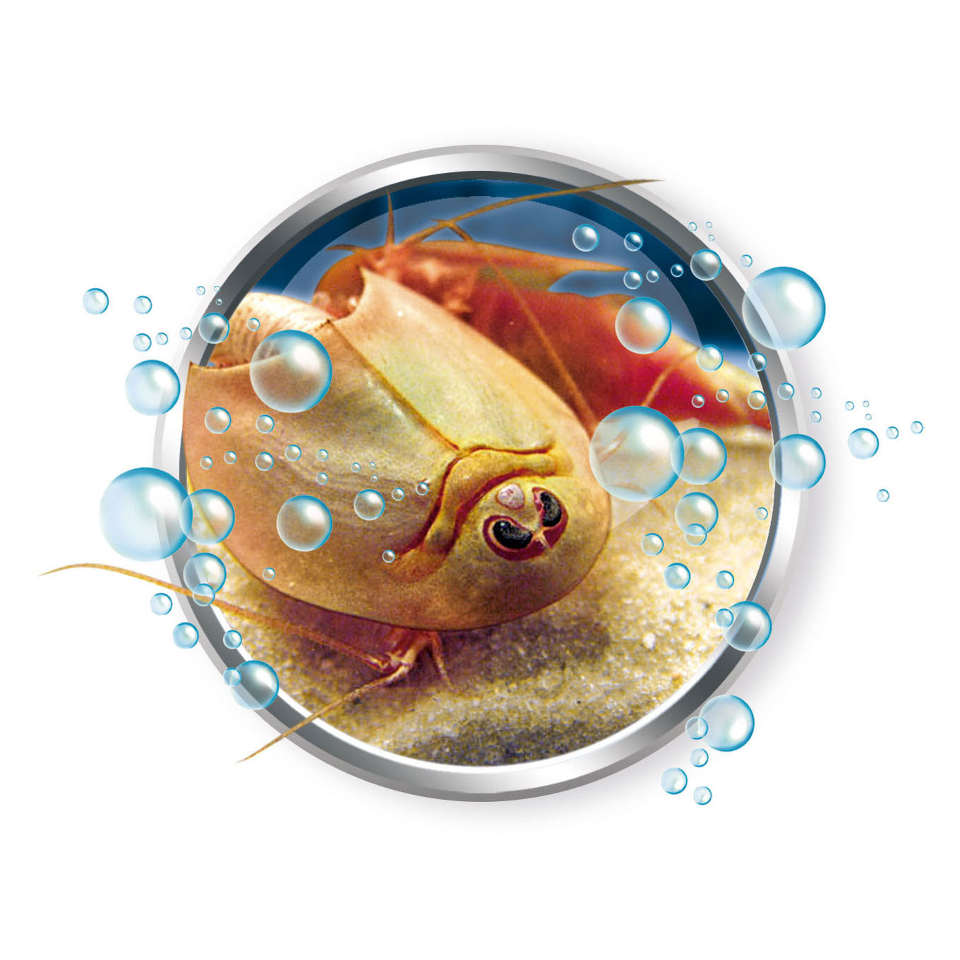 Jeu scientifique Clementoni, développez vos propres triops
