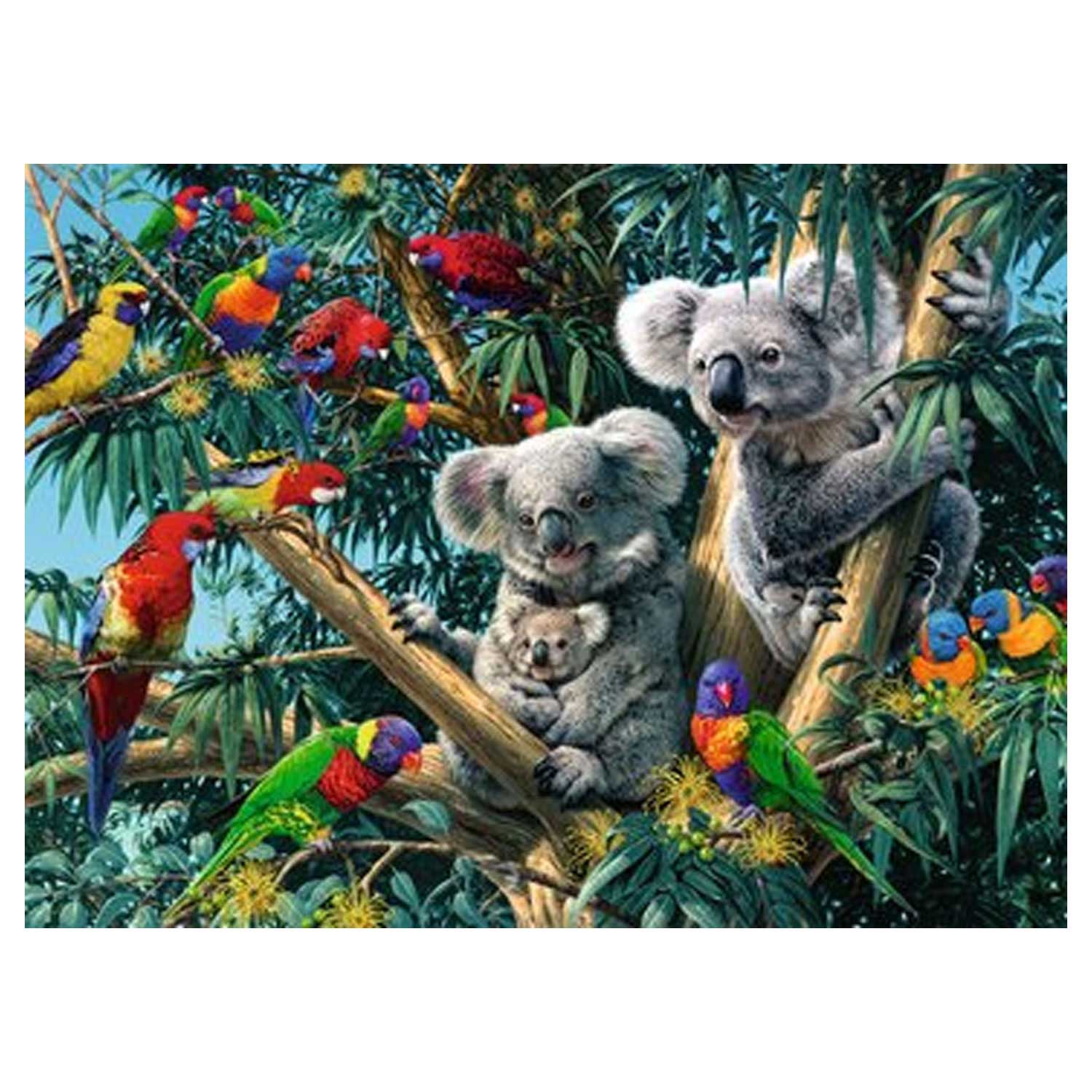 Ravensburger - Koalas dans l'arbre 500st.