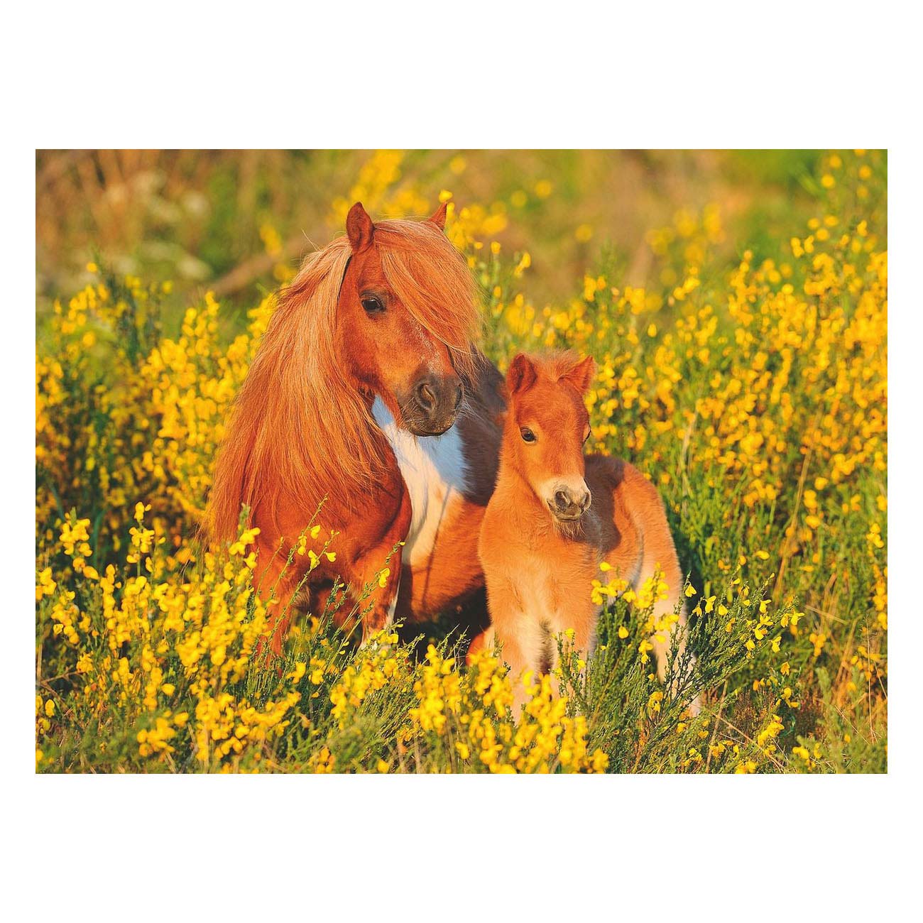 Ravensburger Shetland Ponies, 100e. Xxl