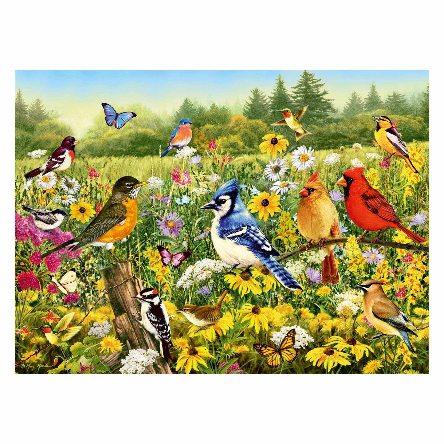 Ravensburger Birds dans le puzzle des jambes de prairie, 500e.