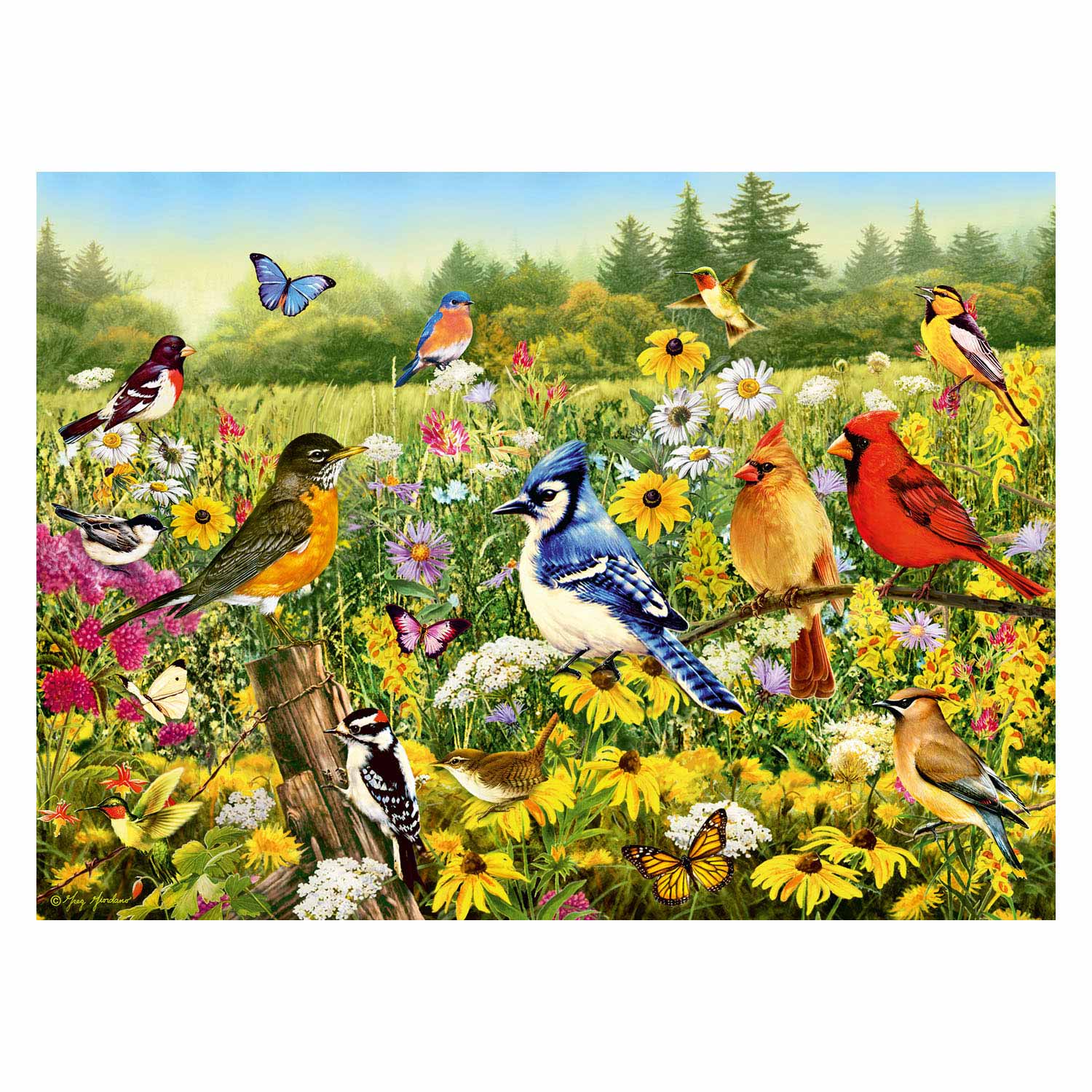Ravensburger Birds dans le puzzle des jambes de prairie, 500e.