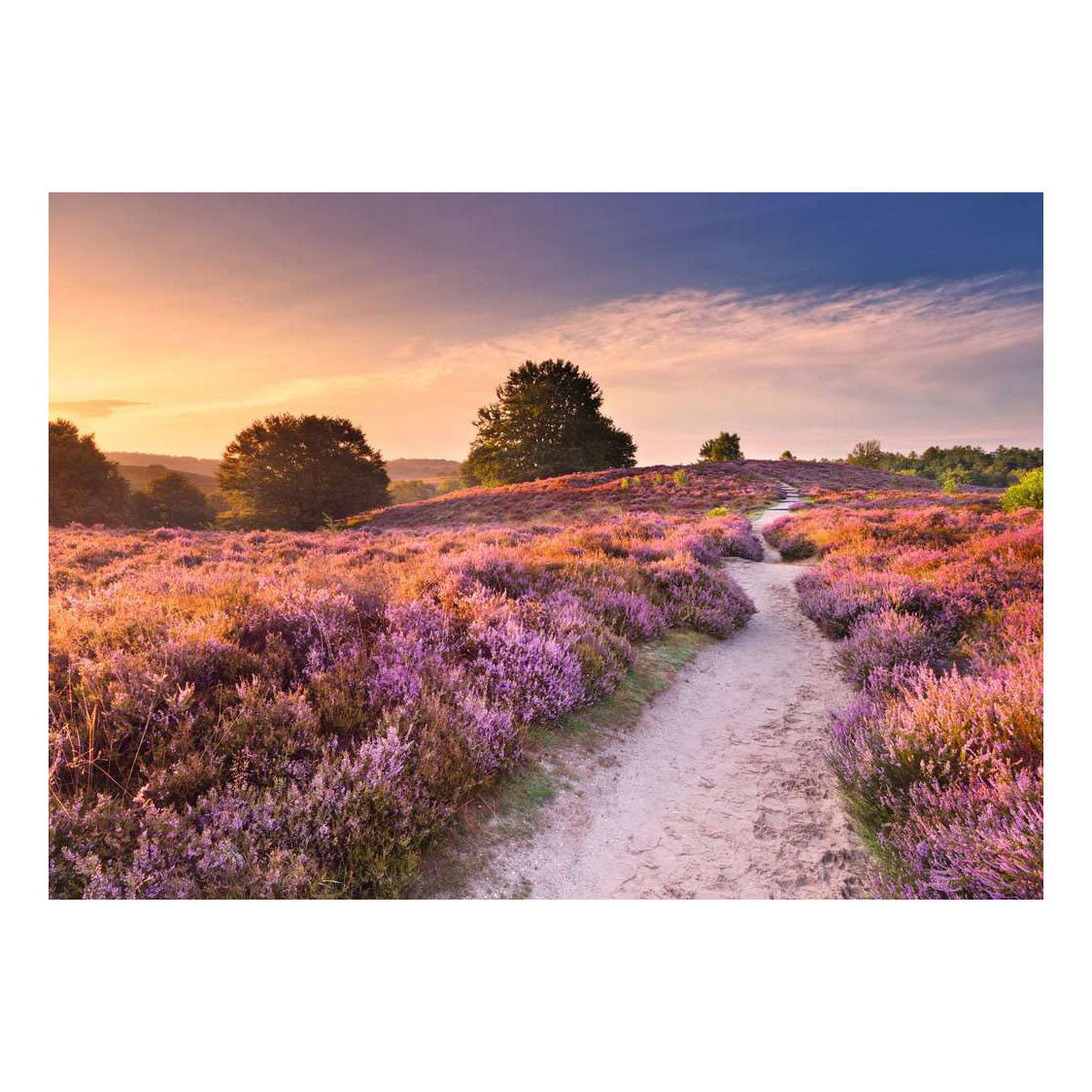 Ravensburger puzzle chemin rose - 1000 pcs.