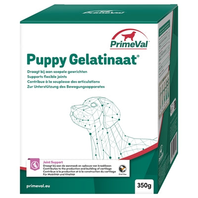 Chien gélatinant primitif