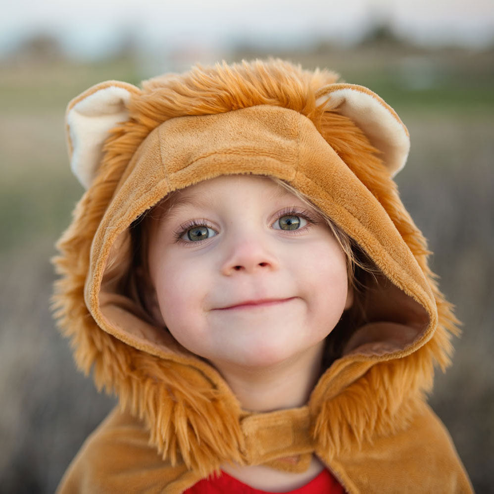 Grands prétendants cape lion, 2-3 ans