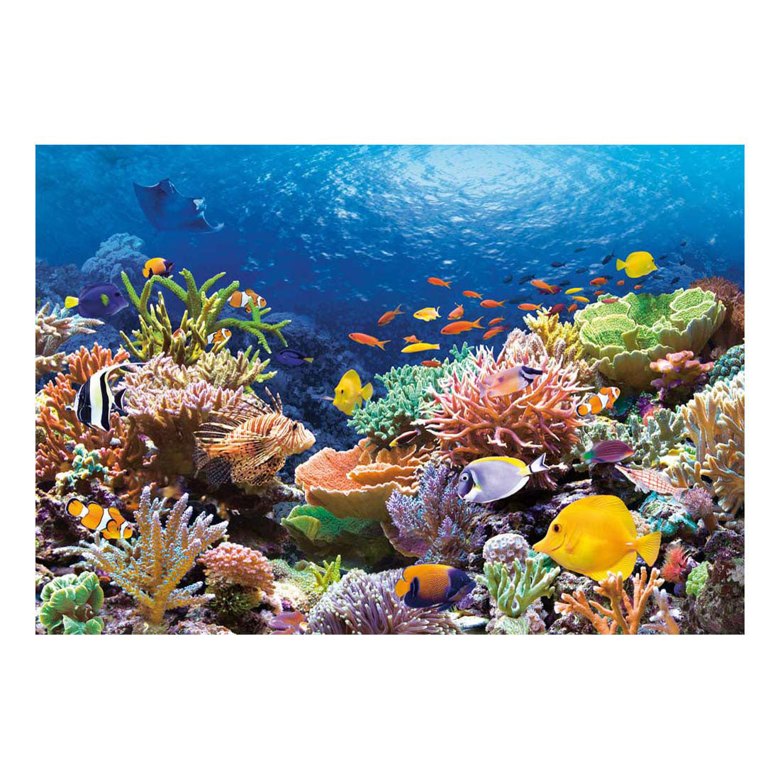 Selecta Castorland Puzzle Poissons des récifs coralliens, 1000 pcs.