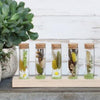 Support en bois Idées 4 saisons avec 5 tubes à essai avec bouchon en liège Ø3x10cm