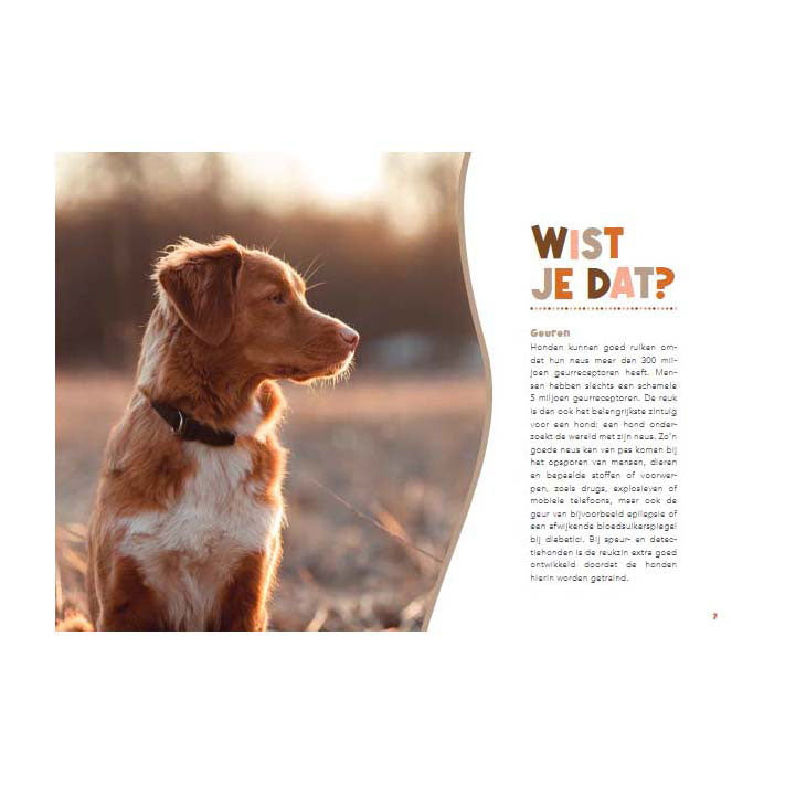 Manuel des éditeurs de lanternes pour les propriétaires de chiens