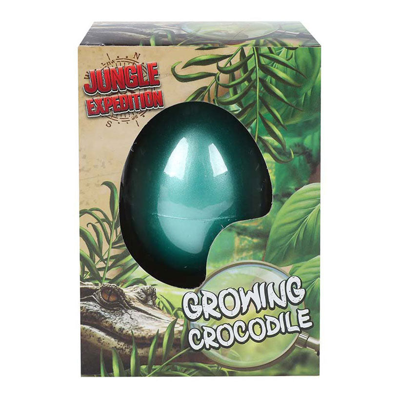 Oeuf d’expédition avec crocodile en croissance, 6cm