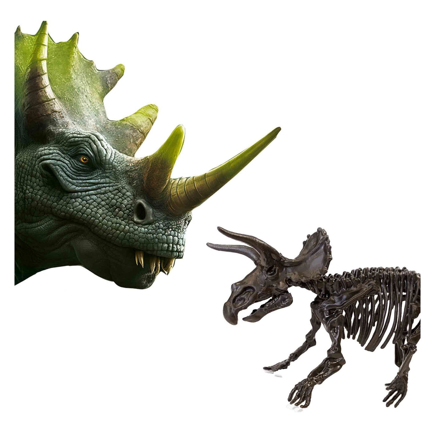 SES Explore et squelette excavé Triceratops 2in1