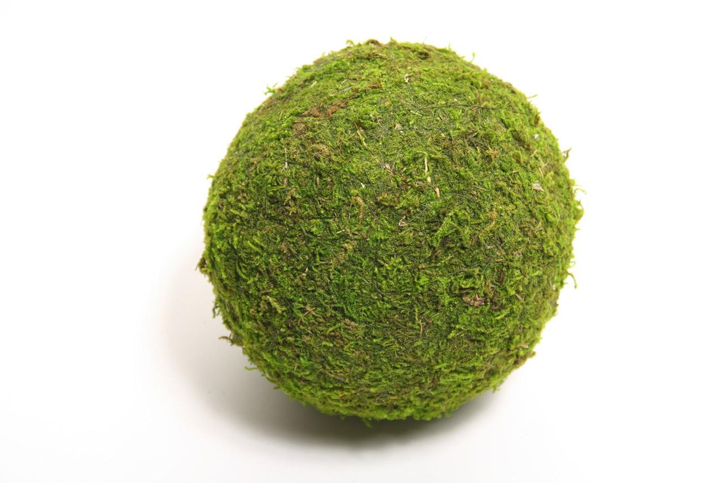 HBx boule vivante naturelle mousse Asie ø15cm