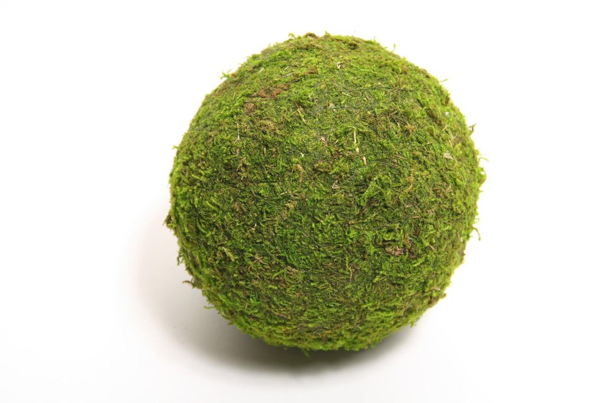 HBx boule vivante naturelle mousse Asie ø15cm