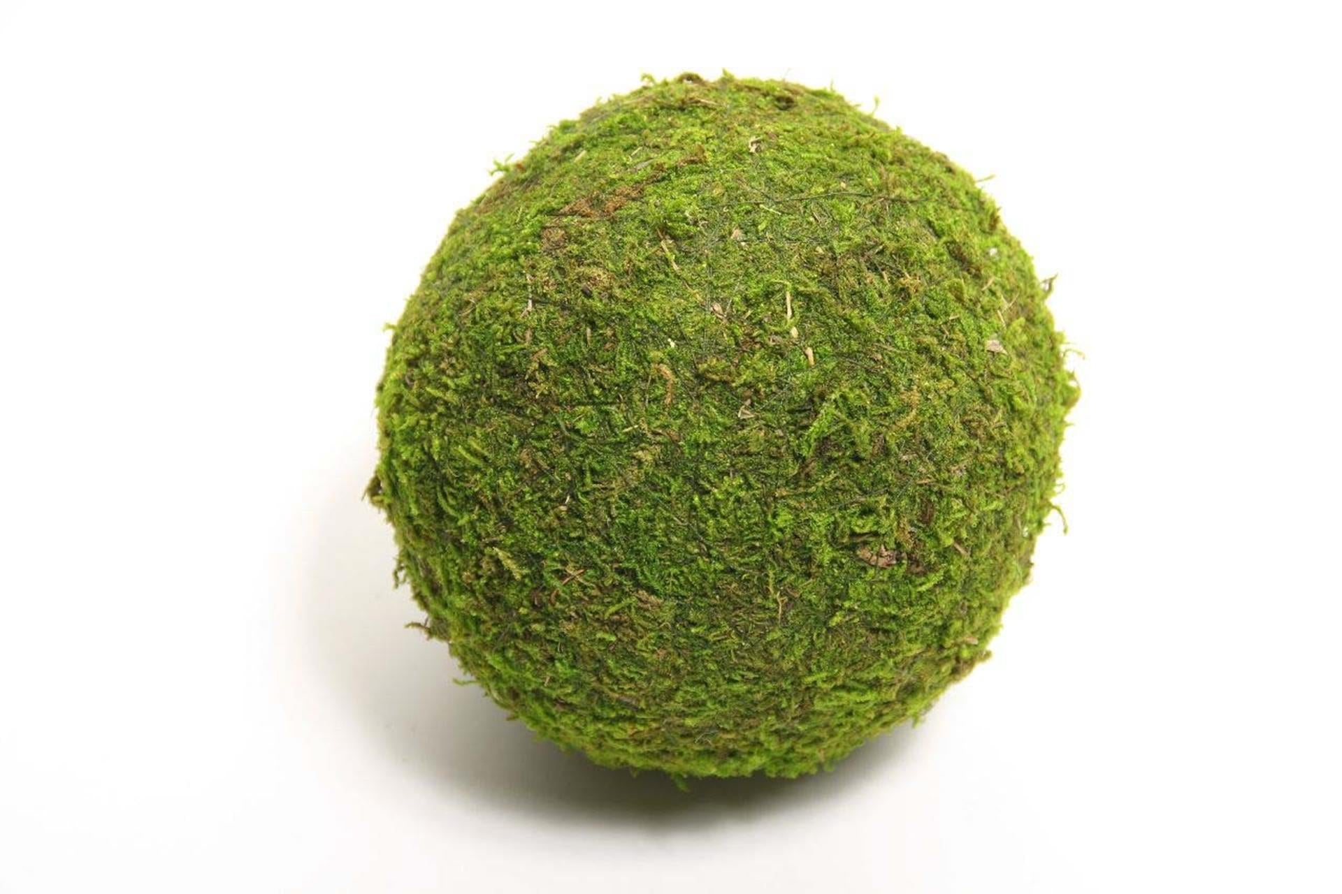 Mousse boule vivante naturelle HBx Asie ø20cm