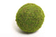 Mousse boule vivante naturelle HBx Asie ø20cm