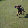 Happy Pet Game Game Pheasant