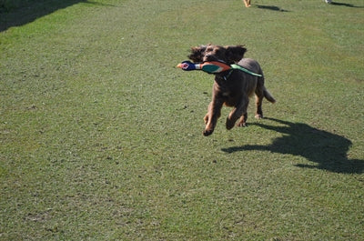 Happy Pet Game Game Pheasant