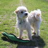 Happy Pet Game Game Pheasant