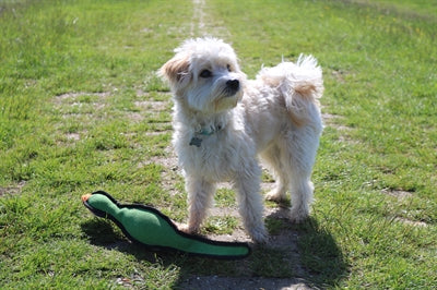 Happy Pet Game Game Pheasant