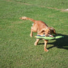 Happy Pet Game Game Pheasant