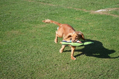 Happy Pet Game Game Pheasant