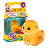 Petits animaux vivants