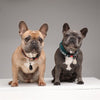 Tickless Teek et Vlo Defence pour chien et chat beige