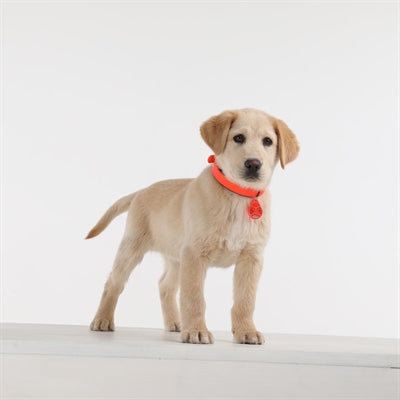 Défense Tickless Teek et VLO pour l'orange fluorescent pour chiens et chats